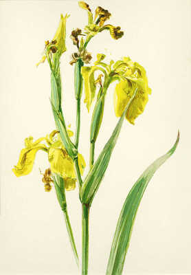 Шипиленко Александр Кузьмич. Лот из шести листов с рисунками цветов: ирис болотный; сивец луговой; клевер ползучий; цикорий; горечавка легочная; колокольчик